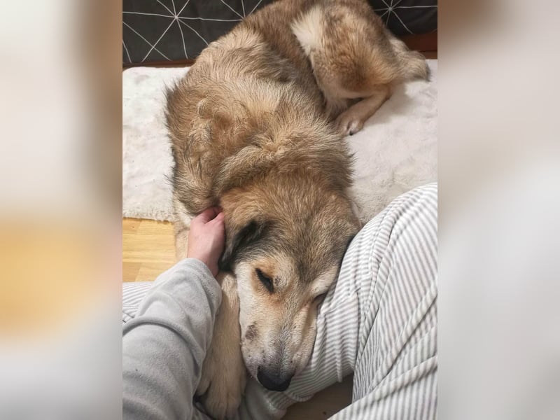 Fistic, süßer Dreibeiner, möchte auch so gerne eine Familie. Wer gibt ihm eine Chance?