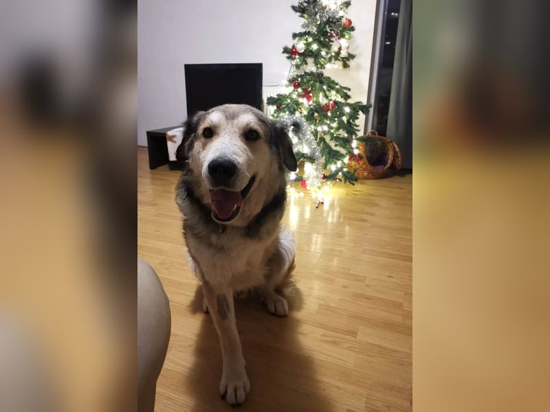 Fistic, süßer Dreibeiner, möchte auch so gerne eine Familie. Wer gibt ihm eine Chance?