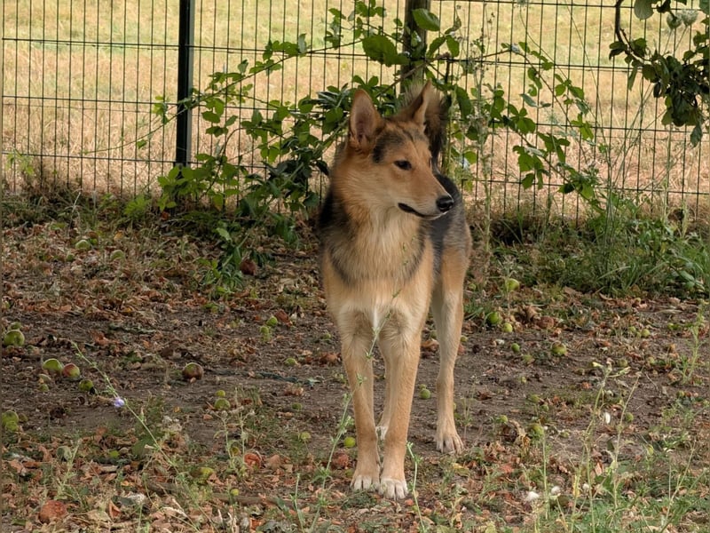 Toller Nordik sucht liebevolles Zuhause