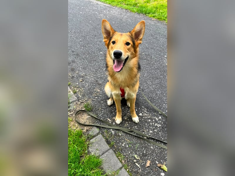 Toller Nordik sucht liebevolles Zuhause