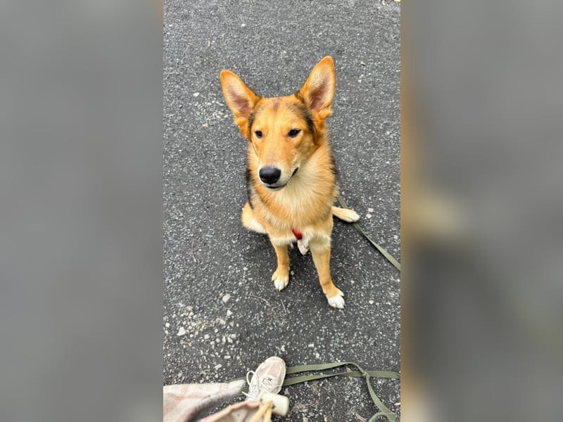 Toller Nordik sucht liebevolles Zuhause
