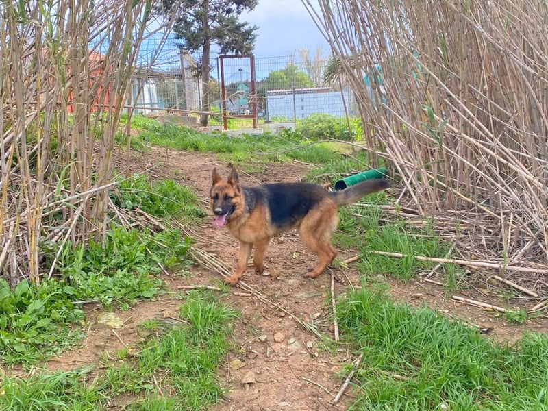 Acab - aufgeschlossener, arbeitswilliger Junghund sucht sein zu Hause