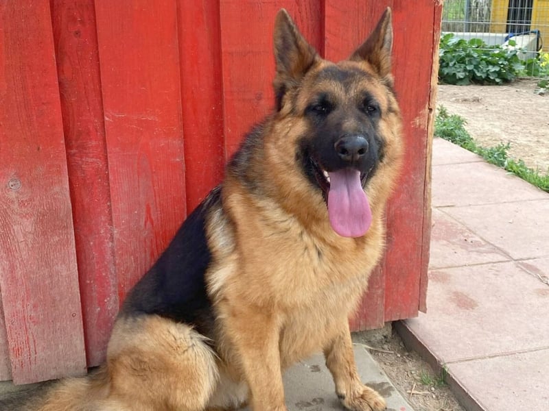 Acab - aufgeschlossener, arbeitswilliger Junghund sucht sein zu Hause