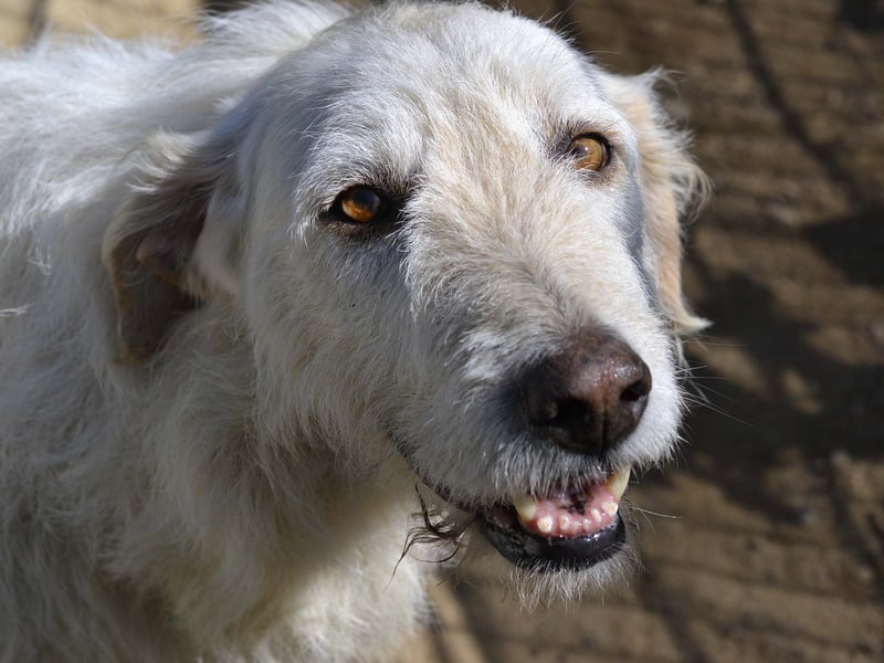 Falala  - eine tolle Hundemama sucht ihr Körbchen