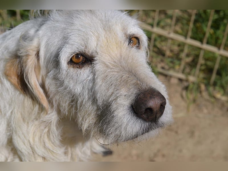 Falala  - eine tolle Hundemama sucht ihr Körbchen