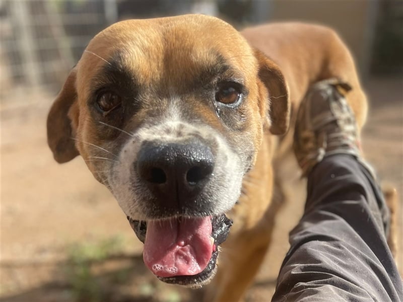 Jungle - ein Herz auf vier Pfoten sucht sein Zuhause