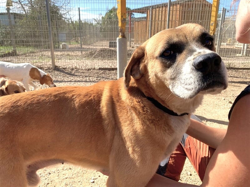 Jungle - ein Herz auf vier Pfoten sucht sein Zuhause