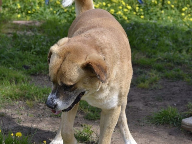 Jungle - ein Herz auf vier Pfoten sucht sein Zuhause