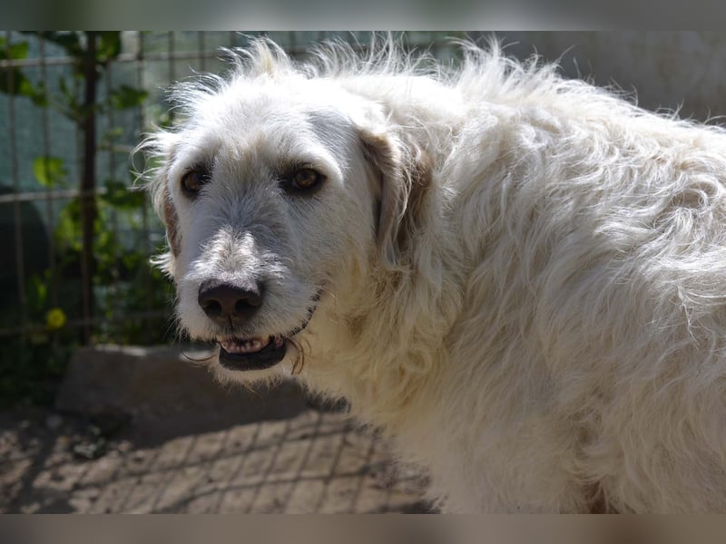 Falala  - eine tolle Hundemama sucht ihr Körbchen