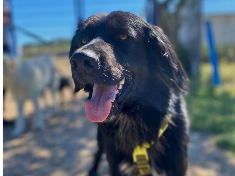 Romeo - Rassiger Retriever-Mischling sucht seine Familie