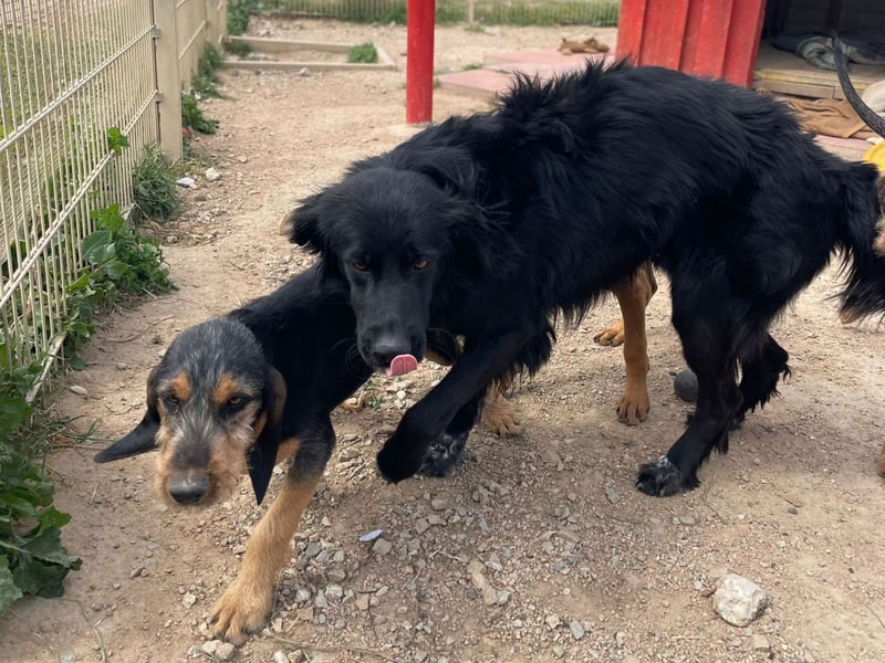 Romeo - Rassiger Retriever-Mischling sucht seine Familie