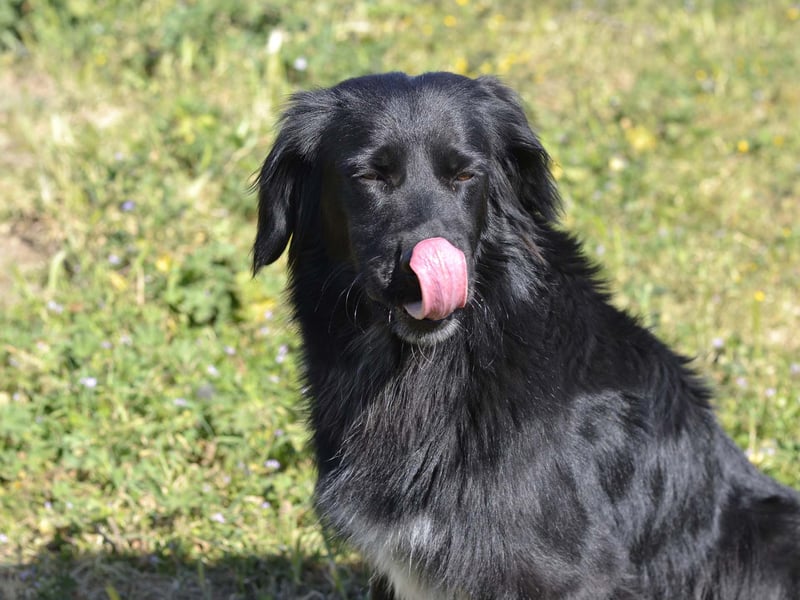 Romeo - Rassiger Retriever-Mischling sucht seine Familie