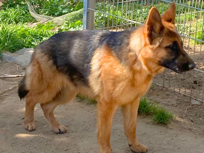 Acab - aufgeschlossener, arbeitswilliger Junghund sucht sein zu Hause