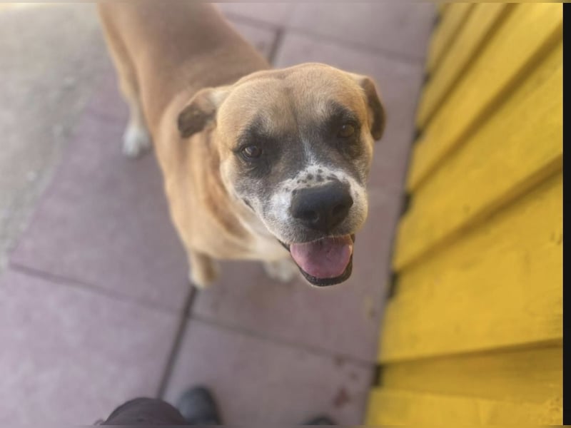 Jungle - ein Herz auf vier Pfoten sucht sein Zuhause