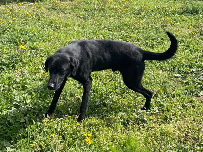 Furio - liebenswerter Rüde sucht seine Familie