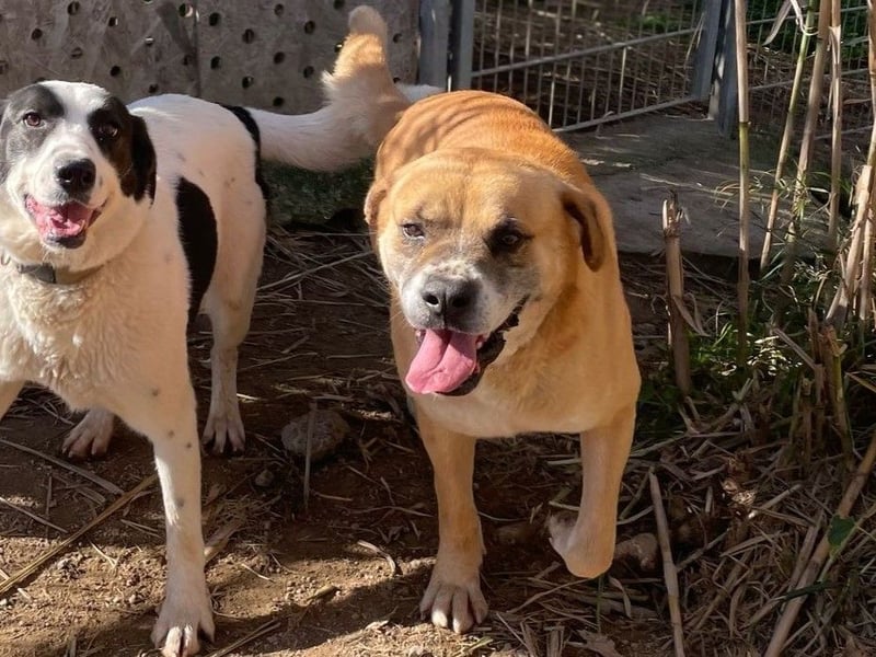 Jungle - ein Herz auf vier Pfoten sucht sein Zuhause