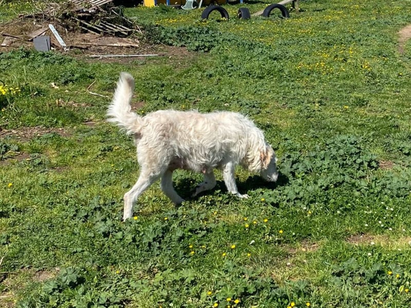 Falala  - eine tolle Hundemama sucht ihr Körbchen