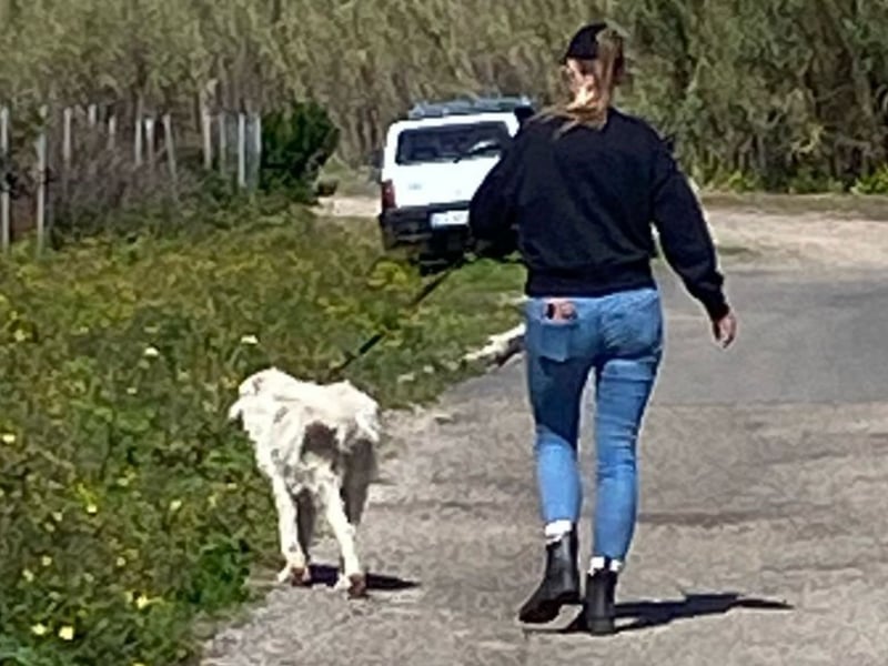 Falala  - eine tolle Hundemama sucht ihr Körbchen