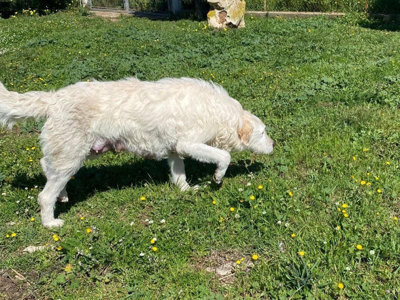 Falala  - eine tolle Hundemama sucht ihr Körbchen