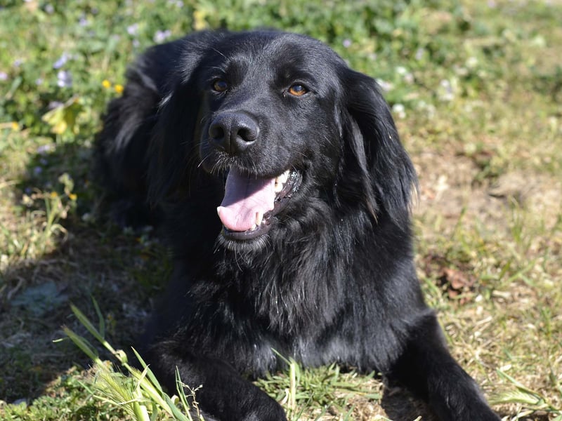 Romeo - Rassiger Retriever-Mischling sucht seine Familie