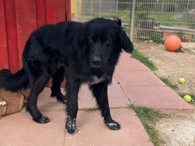 Romeo - Rassiger Retriever-Mischling sucht seine Familie