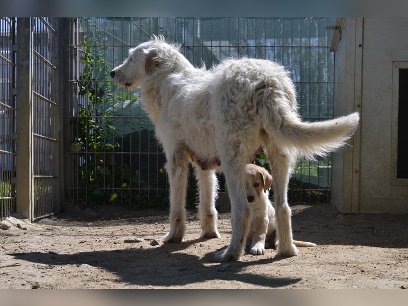 Falala  - eine tolle Hundemama sucht ihr Körbchen