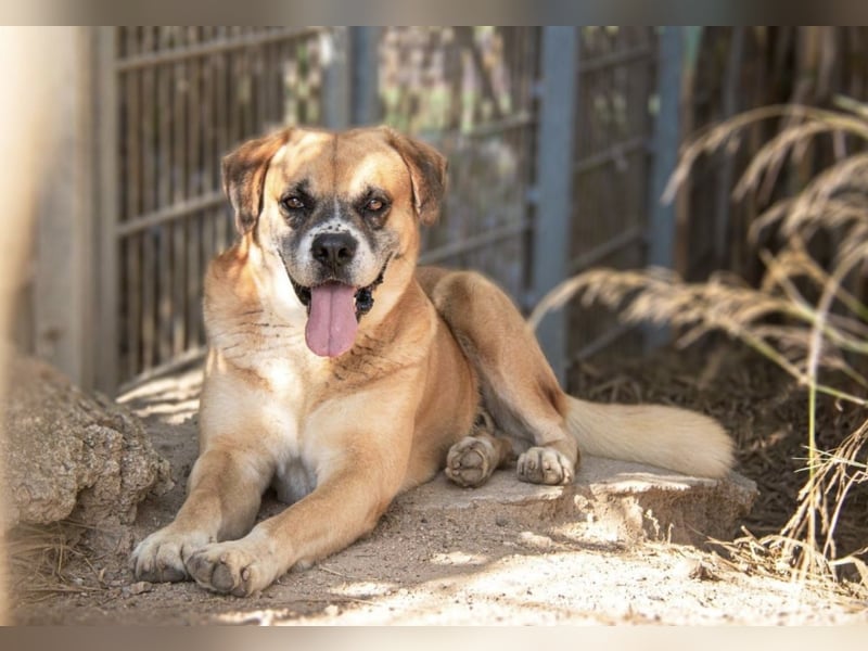 Jungle - ein Herz auf vier Pfoten sucht sein Zuhause