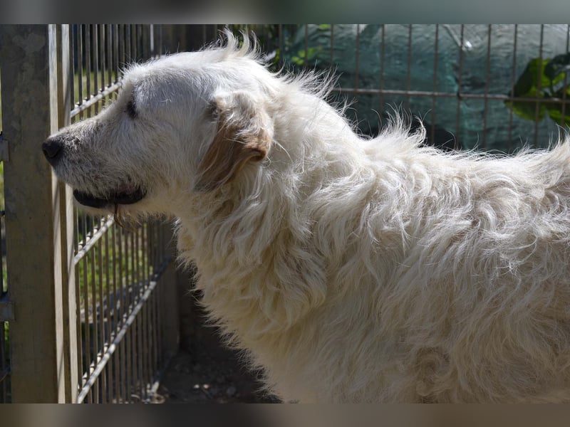 Falala  - eine tolle Hundemama sucht ihr Körbchen