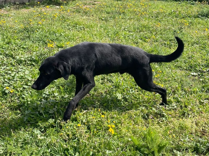 Furio - liebenswerter Rüde sucht seine Familie