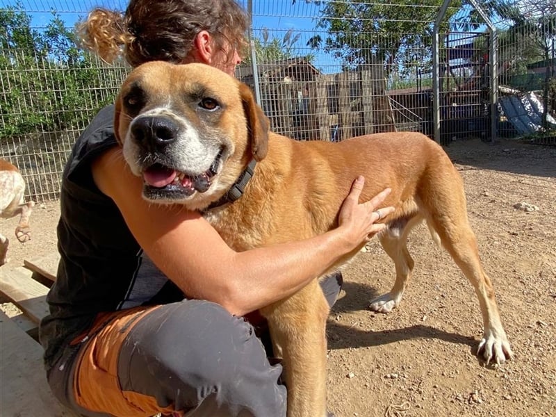 Jungle - ein Herz auf vier Pfoten sucht sein Zuhause