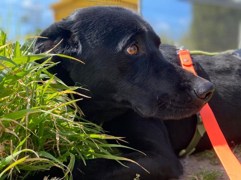 Furio - liebenswerter Rüde sucht seine Familie