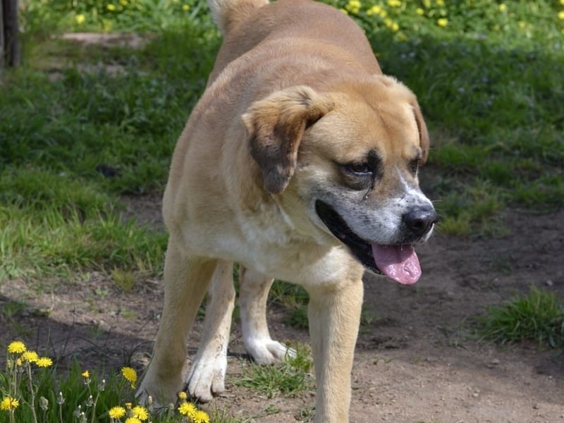Jungle - ein Herz auf vier Pfoten sucht sein Zuhause