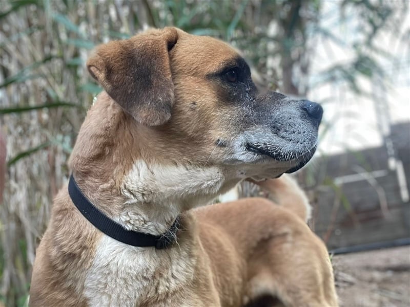 Jungle - ein Herz auf vier Pfoten sucht sein Zuhause