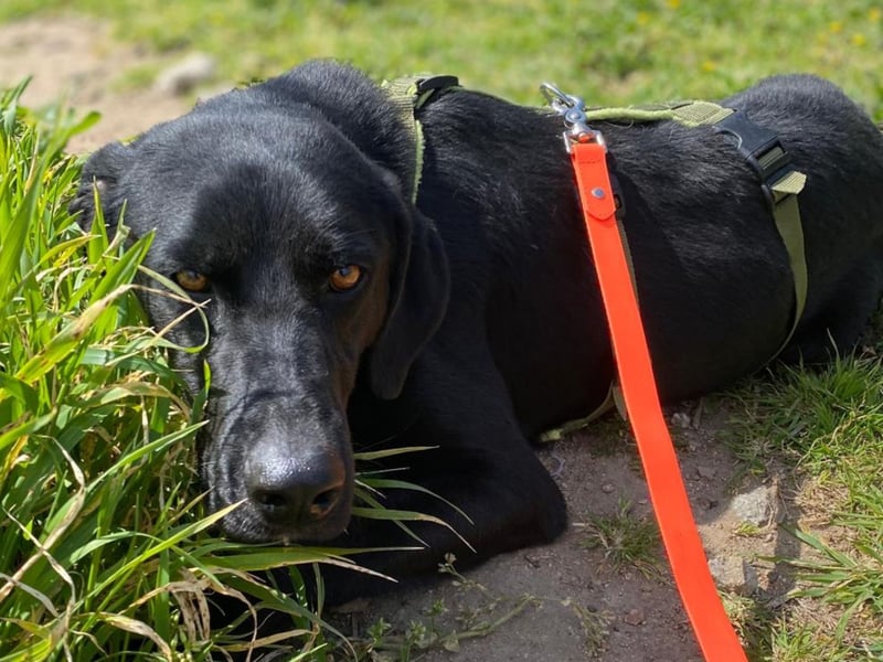 Furio - liebenswerter Rüde sucht seine Familie