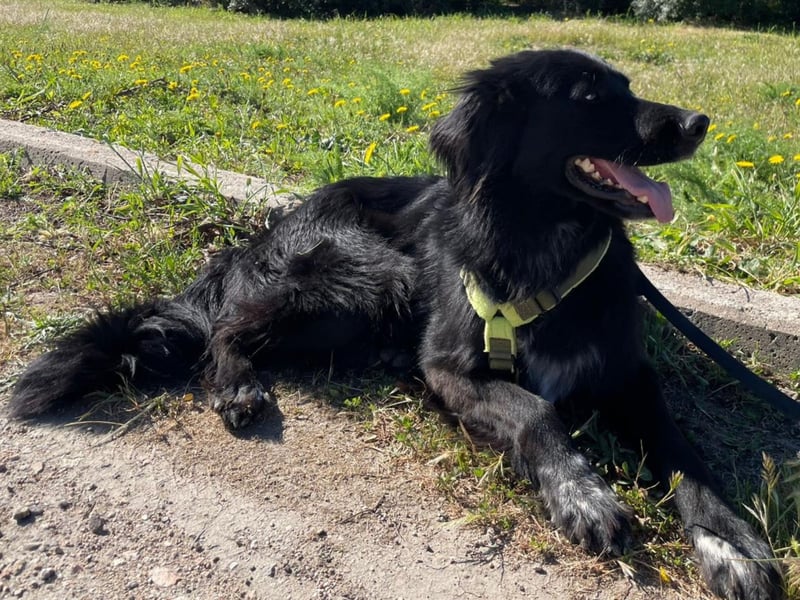 Romeo - Rassiger Retriever-Mischling sucht seine Familie