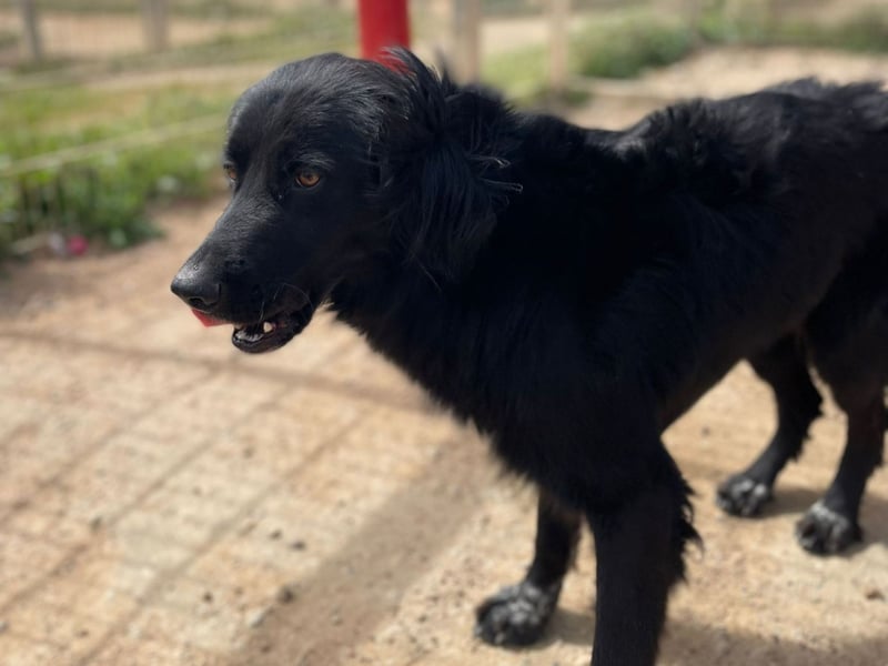 Romeo - Rassiger Retriever-Mischling sucht seine Familie