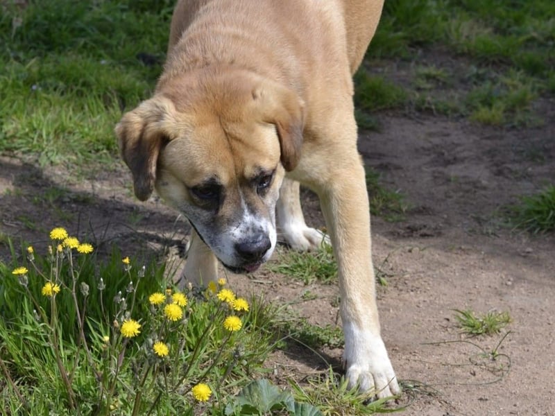 Jungle - ein Herz auf vier Pfoten sucht sein Zuhause