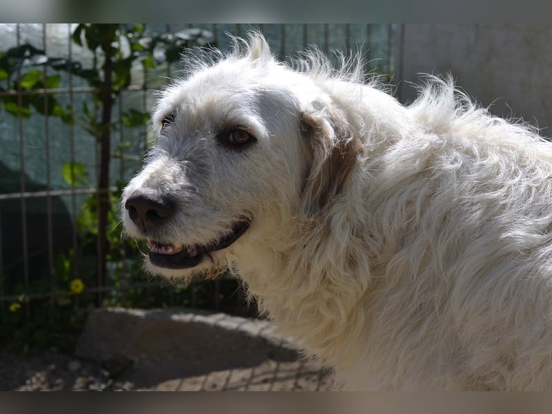 Falala  - eine tolle Hundemama sucht ihr Körbchen