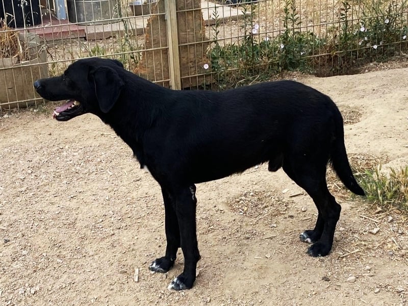 Furio - liebenswerter Rüde sucht seine Familie