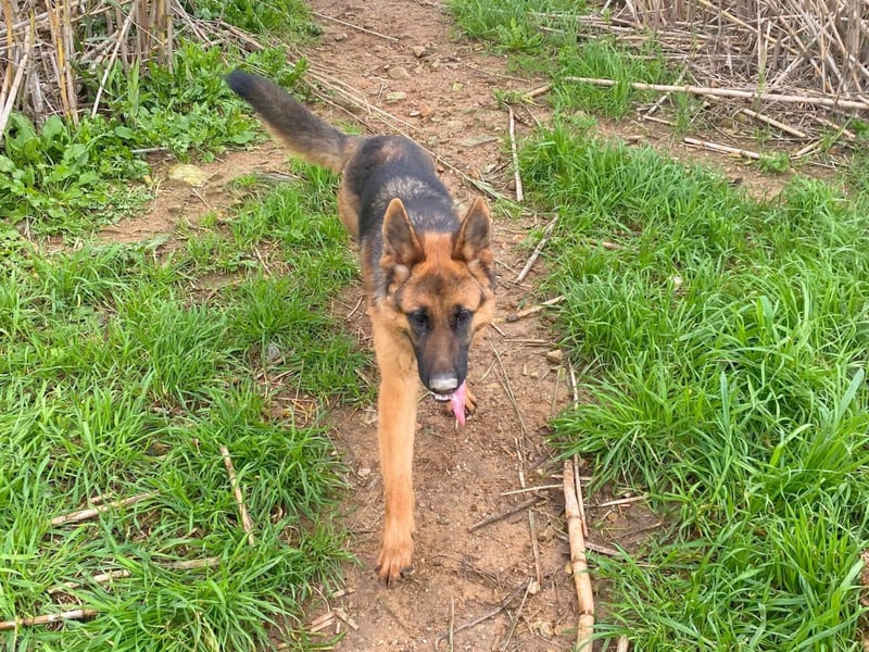 Acab - aufgeschlossener, arbeitswilliger Junghund sucht sein zu Hause