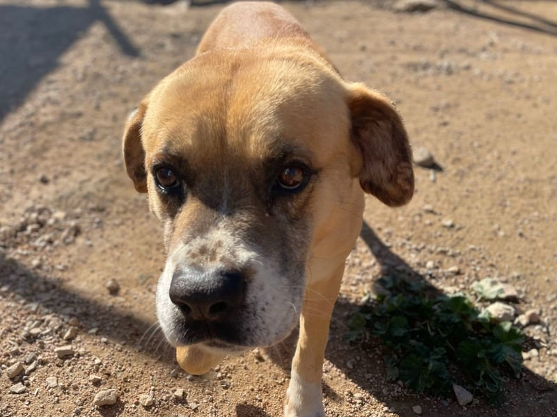 Jungle - ein Herz auf vier Pfoten sucht sein Zuhause