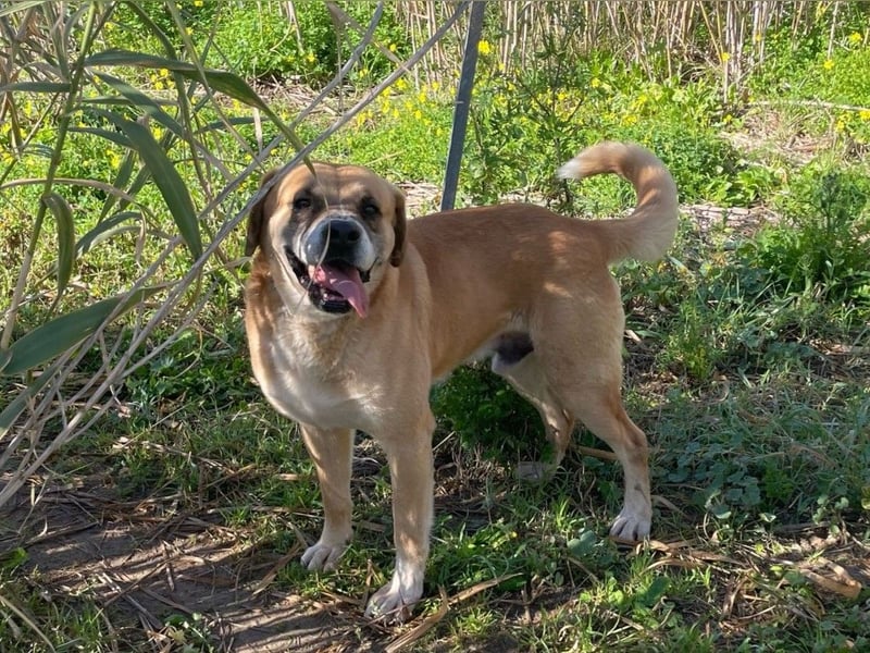 Jungle - ein Herz auf vier Pfoten sucht sein Zuhause