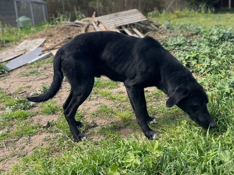 Furio - liebenswerter Rüde sucht seine Familie
