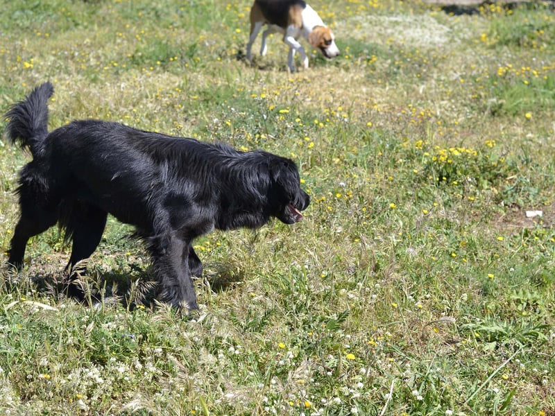 Romeo - Rassiger Retriever-Mischling sucht seine Familie