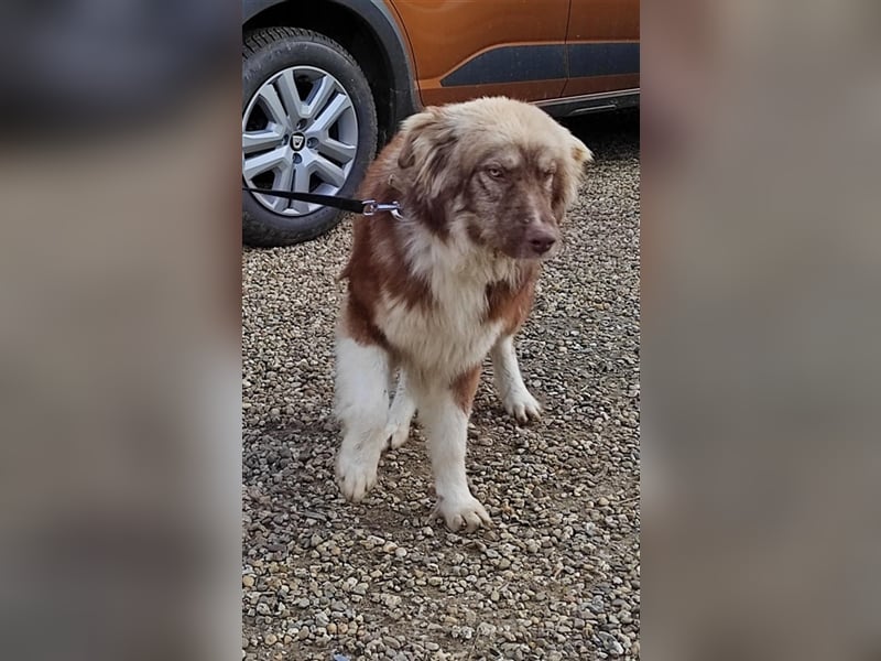 Zito – Traumhund Nähe Aachen auf einem Tierschutzhof, 1 Jahr