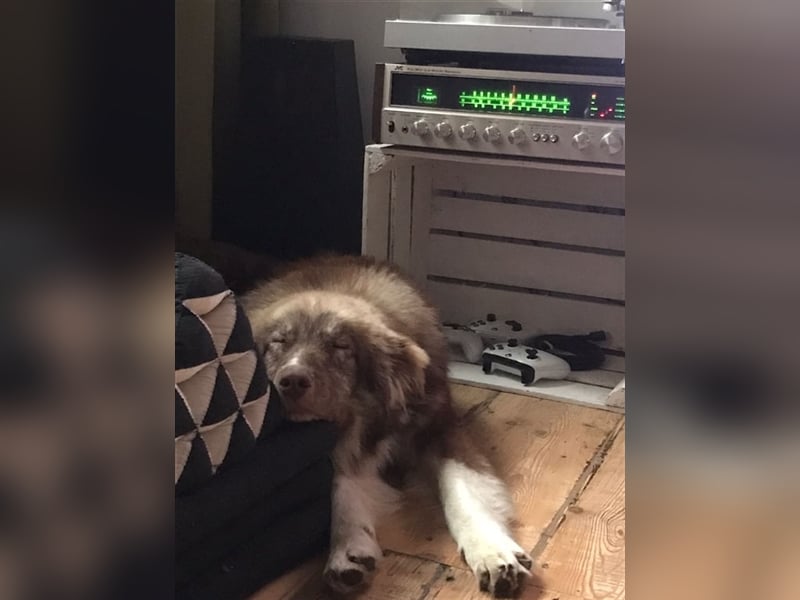 Zito – Traumhund Nähe Aachen auf einem Tierschutzhof, 1 Jahr