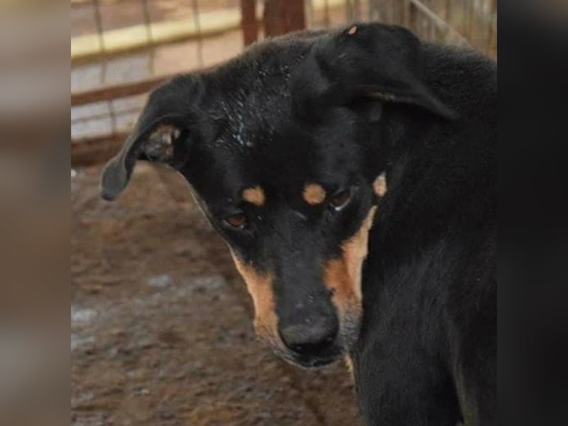 Rotti sucht ihre Familie Rotti sucht ihre Familie
