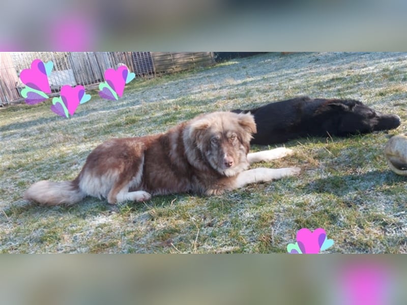 Zito – Traumhund Nähe Aachen auf einem Tierschutzhof, 1 Jahr