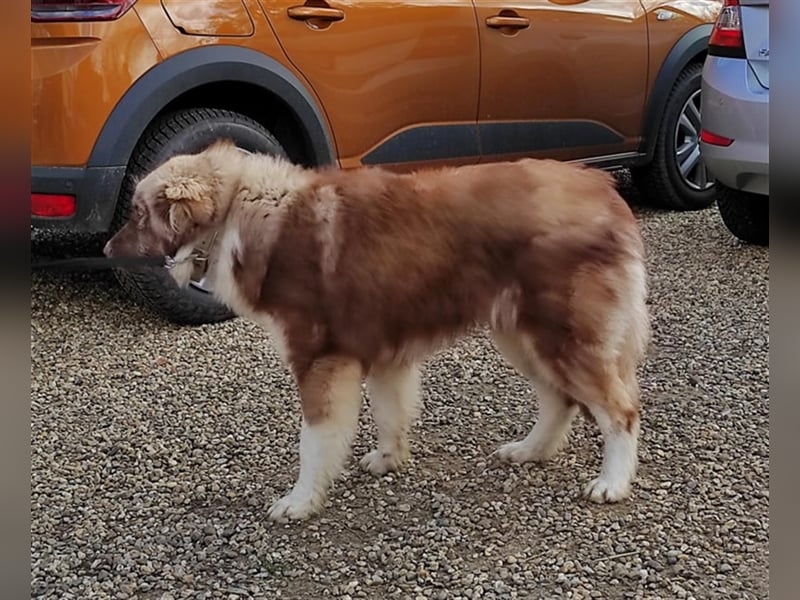 Zito – Traumhund Nähe Aachen auf einem Tierschutzhof, 1 Jahr