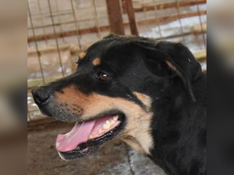 Rotti sucht ihre Familie Rotti sucht ihre Familie